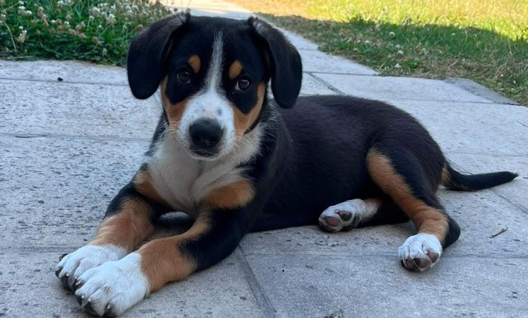 L’alimentation du chien : un élément souvent négligé, mais pourtant essentiel à son équilibre