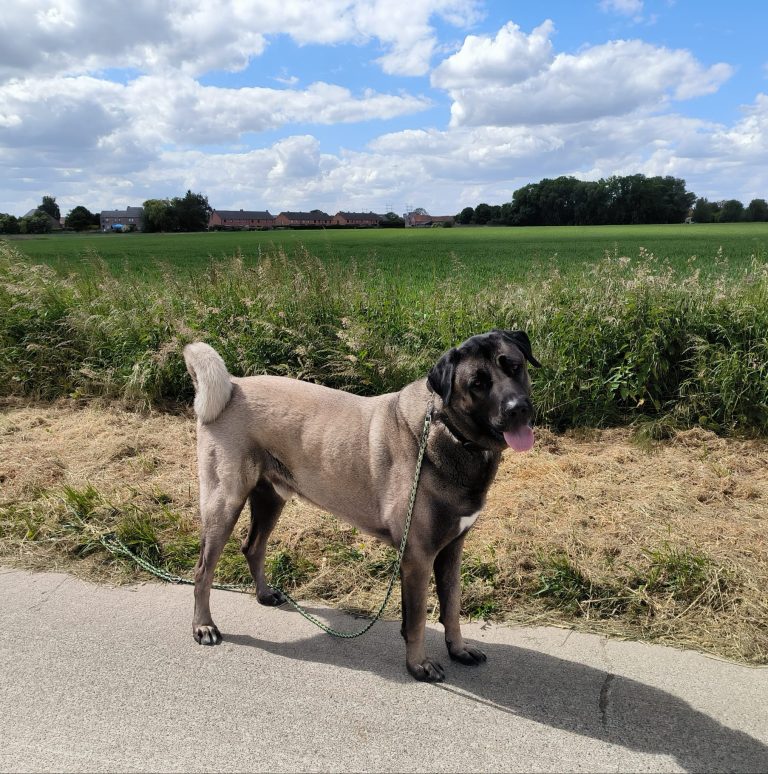 Mon chien tire en laisse : pourquoi et comment agir ?