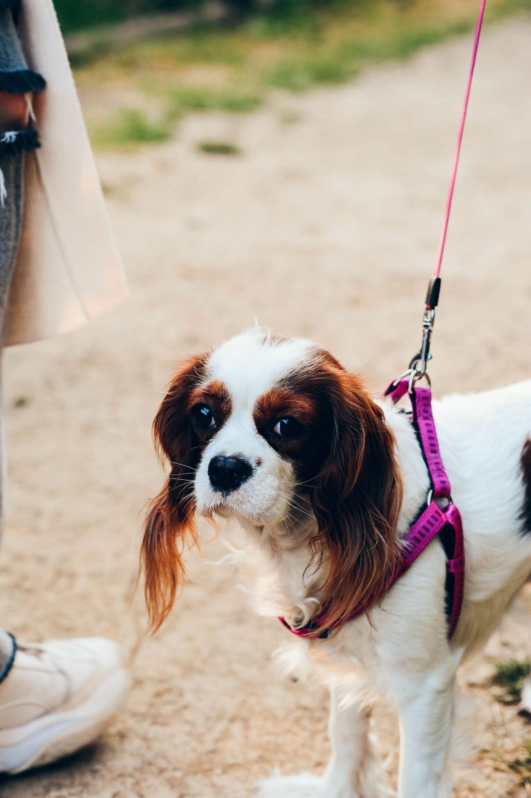Mon chien tire en laisse : pourquoi et comment agir ?